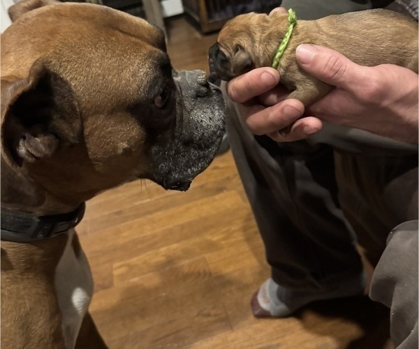 Medium Photo #8 Boxer Puppy For Sale in EAST FREETOWN, MA, USA