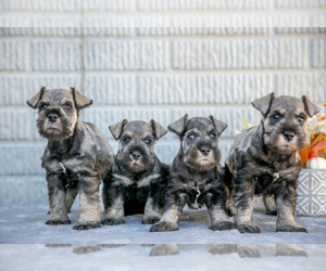 Schnauzer (Miniature) Litter for sale in BALTIC, OH, USA