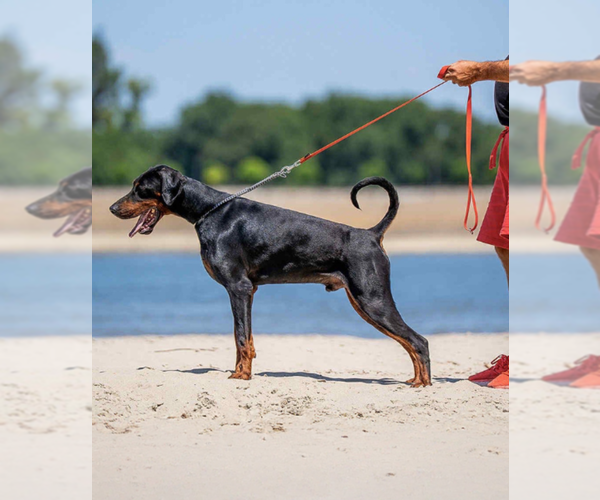 Medium Photo #1 Doberman Pinscher Puppy For Sale in FORT LAUDERDALE, FL, USA