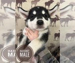 Small Photo #6 Alaskan Malamute Puppy For Sale in NORTH POLE, AK, USA