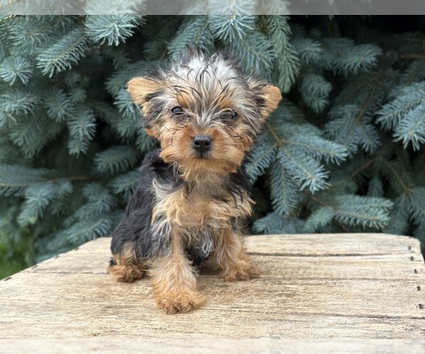 Medium Photo #4 Yorkshire Terrier Puppy For Sale in MIDDLEBURY, IN, USA
