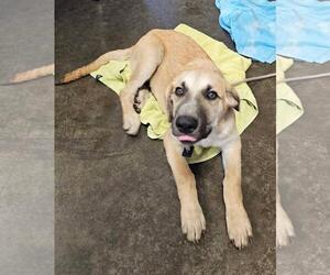 Anatolian Shepherd-Unknown Mix Dogs for adoption in Rockwall, TX, USA