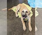 Small Anatolian Shepherd Mix