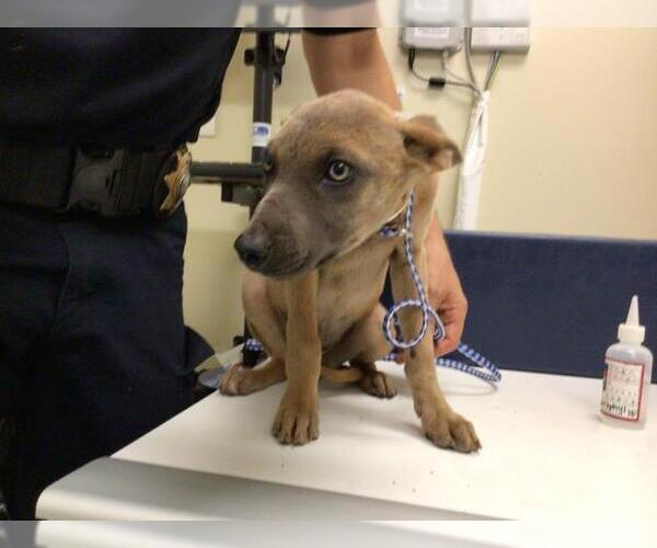 Medium Photo #3 German Shepherd Dog-Unknown Mix Puppy For Sale in Sebec, ME, USA