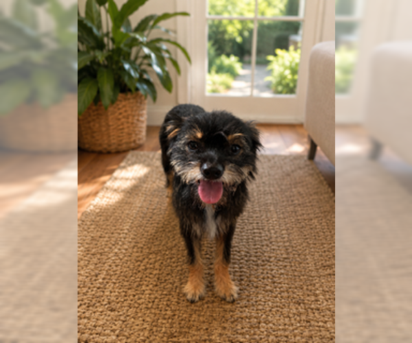Medium Photo #5 Border Terrier-Unknown Mix Puppy For Sale in San Diego, CA, USA