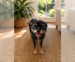 Small Photo #5 Border Terrier-Unknown Mix Puppy For Sale in San Diego, CA, USA