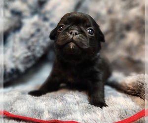 Pug Puppy for sale in AFTON, WY, USA