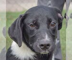 Small American Staffordshire Terrier Mix