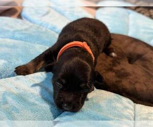 Dachshund-Unknown Mix Dogs for adoption in San Antonio, TX, USA