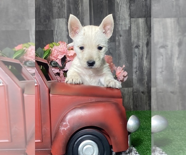 Medium Photo #1 West Highland White Terrier Puppy For Sale in CANOGA, NY, USA