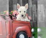 Small West Highland White Terrier