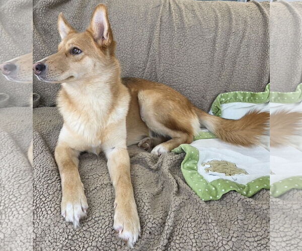 Medium Photo #7 Aussie Siberian Puppy For Sale in Cuba, NY, USA