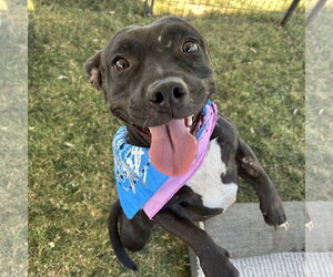 Dachshund-Unknown Mix Dogs for adoption in El Centro, CA, USA
