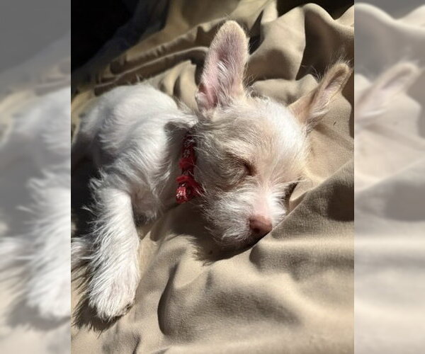 Medium Photo #2 Chihuahua-Unknown Mix Puppy For Sale in Corona, CA, USA