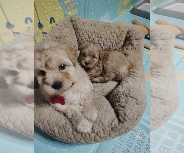 Medium Photo #5 Maltipoo (Toy) Puppy For Sale in SAN ANTONIO, TX, USA