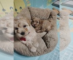 Small #4 Maltipoo (Toy)