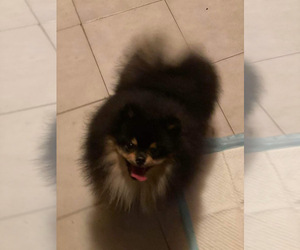Mother of the Pomeranian puppies born on 01/30/2025