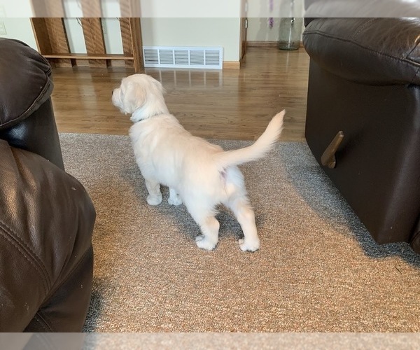 Medium Photo #4 English Cream Golden Retriever Puppy For Sale in MARSHFIELD, WI, USA