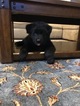 Small Photo #26 German Shepherd Dog Puppy For Sale in MC DONOUGH, GA, USA