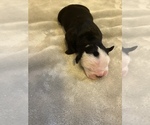 Small Photo #2 Olde English Bulldogge Puppy For Sale in NEW HAVEN, CT, USA