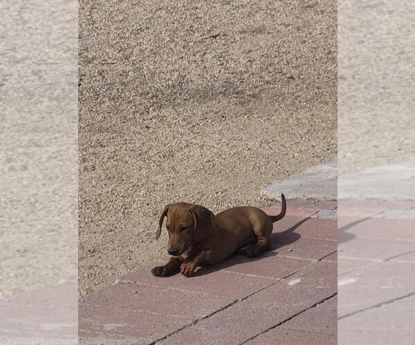 Medium Photo #1 Dachshund Puppy For Sale in PHOENIX, AZ, USA