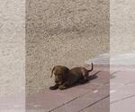 Small Dachshund