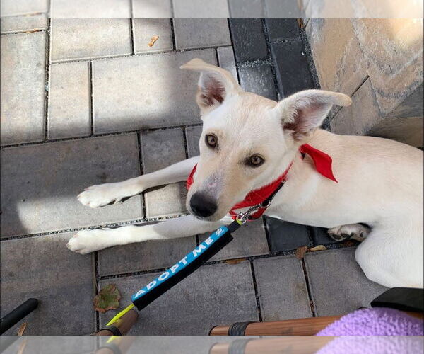 Medium Photo #3 Carolina Dog-Unknown Mix Puppy For Sale in Wakefield, RI, USA