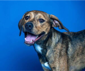 Mutt Dogs for adoption in Holly Springs, NC, USA
