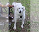 Small #1 Great Pyrenees Mix