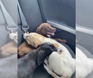 Mountain Cur-Unknown Mix Puppy for sale in HOUSTON, TX, USA