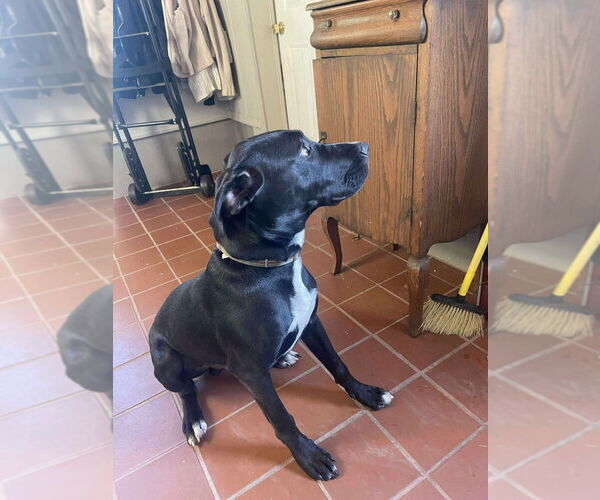 Medium Photo #4 Great Dane-Unknown Mix Puppy For Sale in Bullard, TX, USA