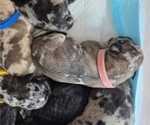 Small Photo #30 Daniff-Neapolitan Mastiff Mix Puppy For Sale in MONTEVIEW, ID, USA