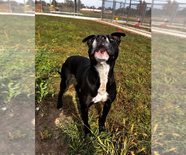Medium Photo #4 American Staffordshire Terrier Puppy For Sale in Pierceton , IN, USA