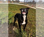 Small #3 American Staffordshire Terrier