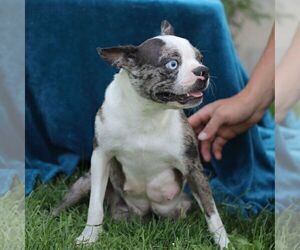 Mother of the Boston Terrier puppies born on 01/28/2026