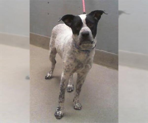 Medium Photo #1 Mutt Puppy For Sale in Las Vegas, NV, USA