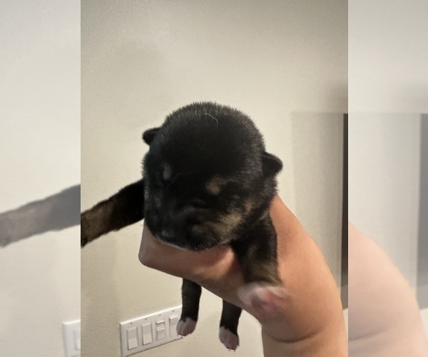 Medium Photo #2 Shiba Inu Puppy For Sale in CHINO, CA, USA
