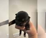 Small Photo #2 Shiba Inu Puppy For Sale in CHINO, CA, USA