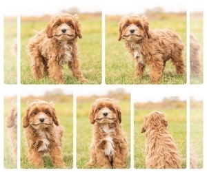 Cavapoo Puppy for sale in MENTONE, IN, USA