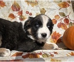 Puppy Smudge Australian Shepherd