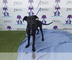 Small Labrador Retriever Mix