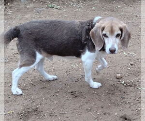 Beagle Dogs for adoption in Apple Valley, CA, USA