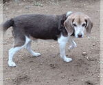 Small Beagle