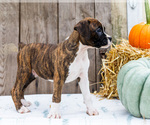 Small Photo #14 Boxer Puppy For Sale in WAKARUSA, IN, USA