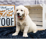 Small #7 Golden Retriever