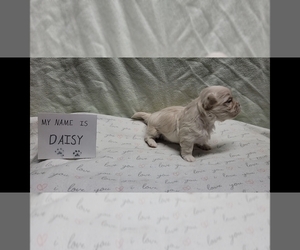 Medium Maltipoo (Miniature)