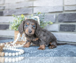 Puppy Dylan Dachshund