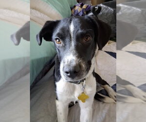 Border Collie-Unknown Mix Dogs for adoption in Sandy, UT, USA