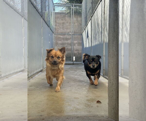 Medium Photo #2 Chihuahua-Unknown Mix Puppy For Sale in Rockaway, NJ, USA