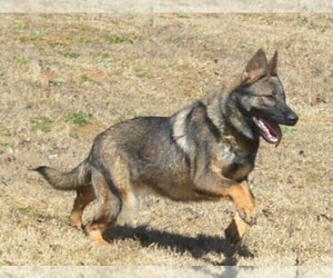 German Shepherd Dog Puppy for sale in POWDER SPRINGS, GA, USA